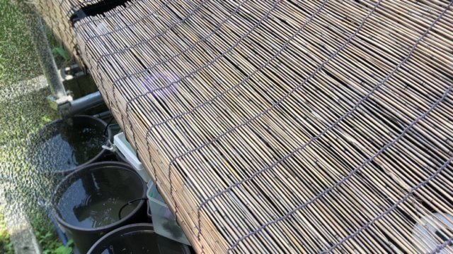 メダカ容器の暑さ対策