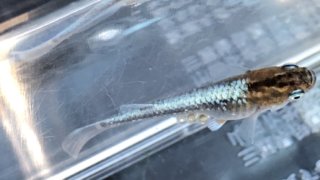 ブロンズ(2020年8月撮影)