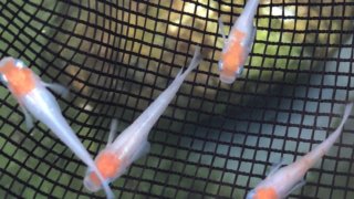 雲州紅白メダカの稚魚(2020年7月撮影)