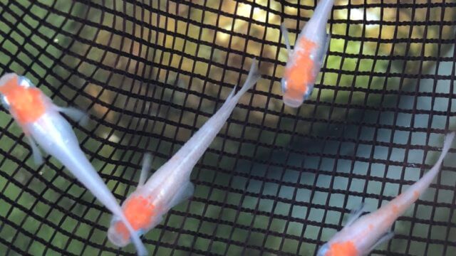 雲州紅白メダカの稚魚(2020年7月撮影)