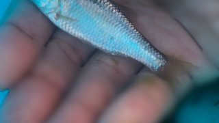 ガサガサで捕まえたヤリタナゴ