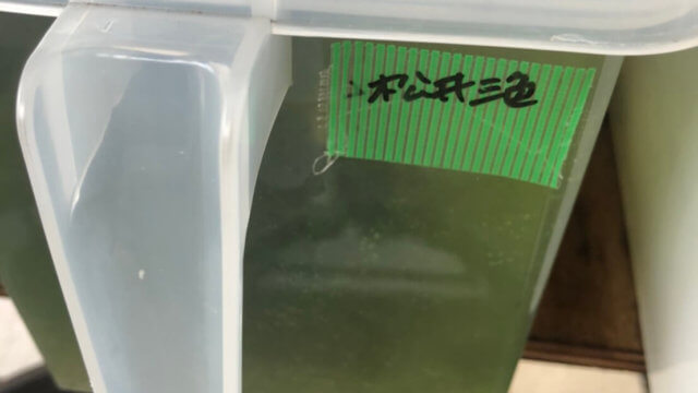 松井ヒレ長三色ラメ幹之メダカ