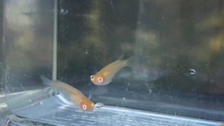 紅薊メダカ出目アルビノ(2020年春産まれ)