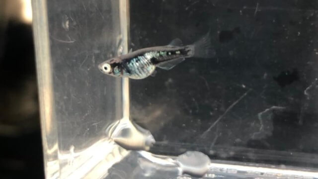 全身体内光メダカの黒タイプ(黒百式)2020年春産まれ