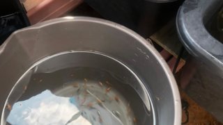 紅薊メダカの選別作業の様子(2020年9月)