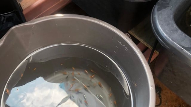 紅薊メダカの選別作業の様子(2020年9月)