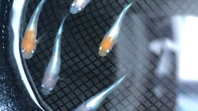 三色幹之メダカの種親候補(2020年春産まれ)