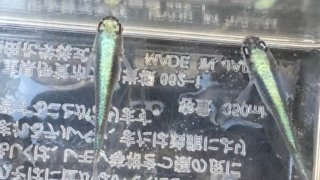 黒幹之メダカ(2020年5月生まれ)
