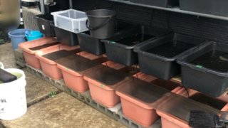 メダカ飼育場の雨対策