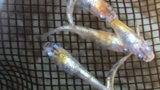 メチレンブルー水溶液でメダカを薬浴する効果 ひろしゃんのメダカブログ メダカの果てまでイッテq