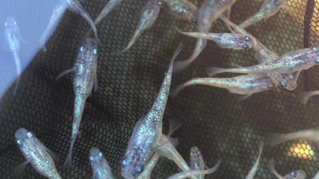 白ぶちラメ幹之メダカ(2020年9月)