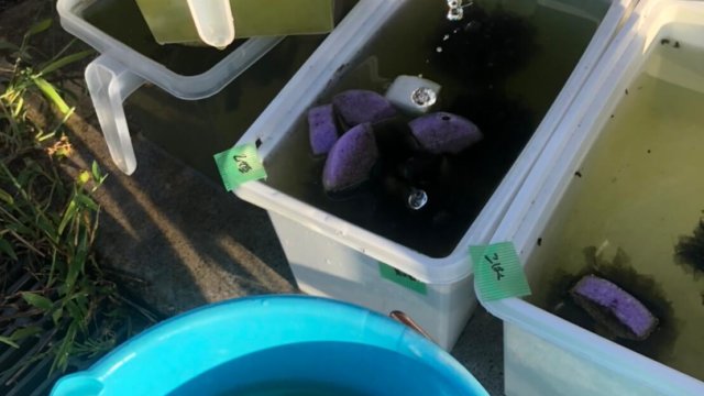 メダカの水換えと飼育容器の掃除(2020年秋)