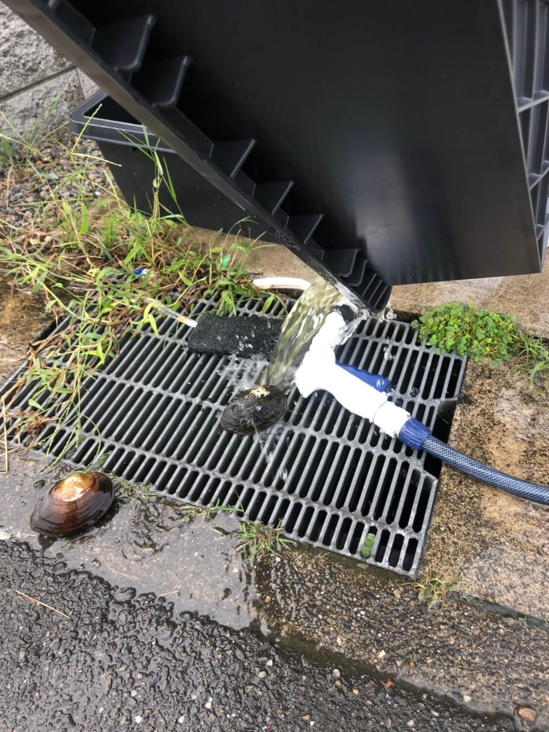 メダカの水換えと飼育容器の掃除(2020年秋)