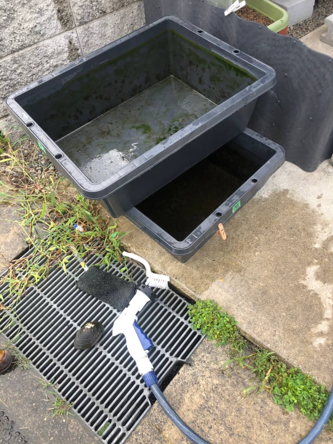 メダカの水換えと40型プラ箱の飼育容器の掃除(2020年秋)