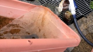 メダカの水換えと飼育容器の掃除(2020年秋)