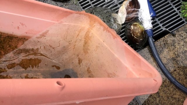 メダカの水換えと飼育容器の掃除(2020年秋)