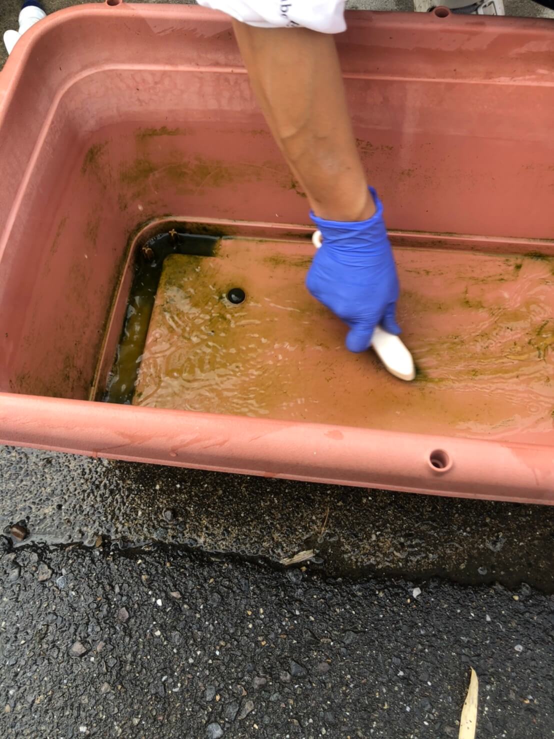 メダカの水換えと飼育容器の掃除(2020年秋)