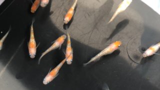 紅白ラメ幹之メダカ(2020年春夏産まれ)