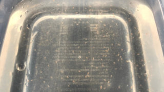 ミジンコを増やす培養実験(1日目5時間後)