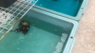 メチレンブルー水溶液で薬浴