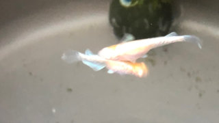ブロンズから産まれてきたアルビノ