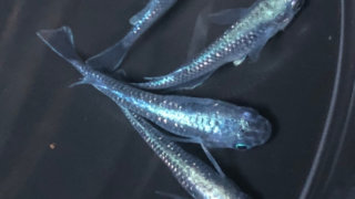 フルボディ光の黒飯極メダカ