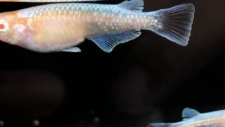 ブロンズのアルビノ種(2020年10月撮影)