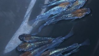 オーロラ黄ラメ体外光メダカ(2020年産まれ)