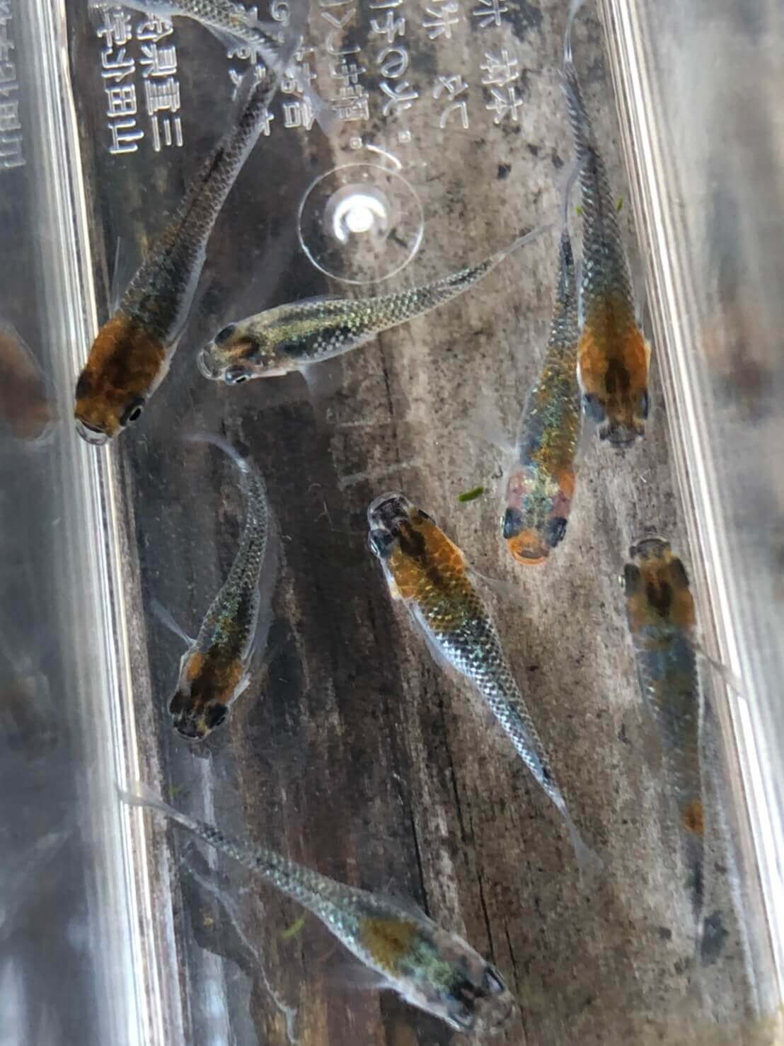 オーロラ黄ラメ体外光メダカ(2020年産まれ)