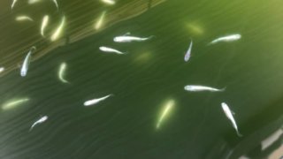 白容器で泳ぐメダカ