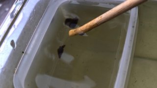 味噌でミジンコを増やす(2020年11月)