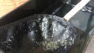 ミジンコの休眠卵でミジンコを増やす