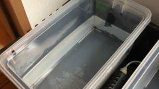 ミジンコの加温飼育
