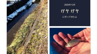 川でのガサガサ活動(2020年12月)