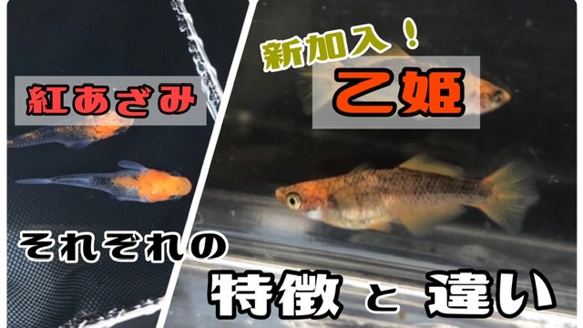 乙姫を追加!乙姫の「特徴」と紅薊メダカとの「違い」とは