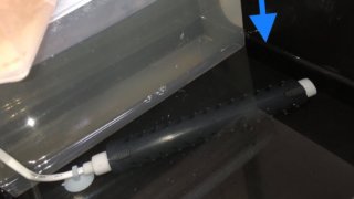 加温中のミジンコ