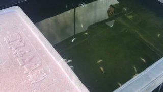 全滅したメダカの飼育容器