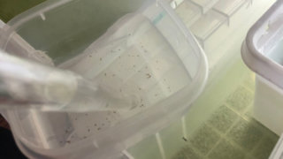 メダカの加温飼育の手入れ