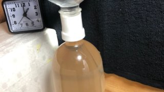 ゾウリムシ