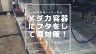 メダカの飼育容器への雨対策のアイキャッチ