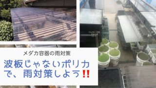 メダカの飼育容器への雨対策のアイキャッチ
