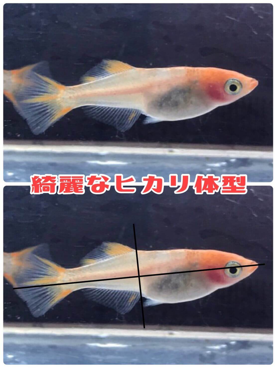 楊貴妃透明鱗ヒカリ体型メダカ(篤姫)