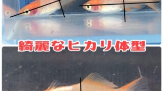 楊貴妃透明鱗ヒカリ体型メダカ(篤姫)