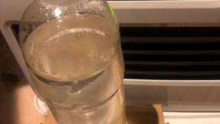 ゾウリムシの加温飼育