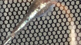 ブロンズを加温して採卵した、メダカ