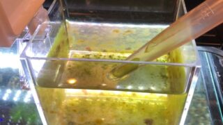 ミジンコの培養