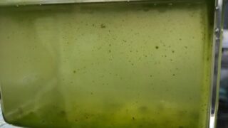 ミジンコの培養