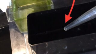 ミジンコの培養中