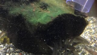 120cm水槽の掃除