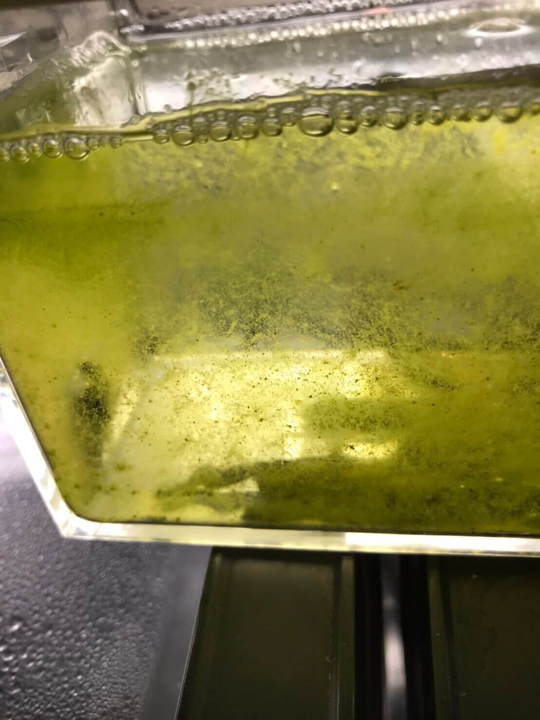 醤油を使ってミジンコの培養中